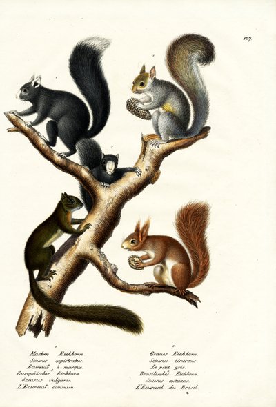 Different Kinds Of Squirrels, 1824 by Karl Joseph Brodtmann